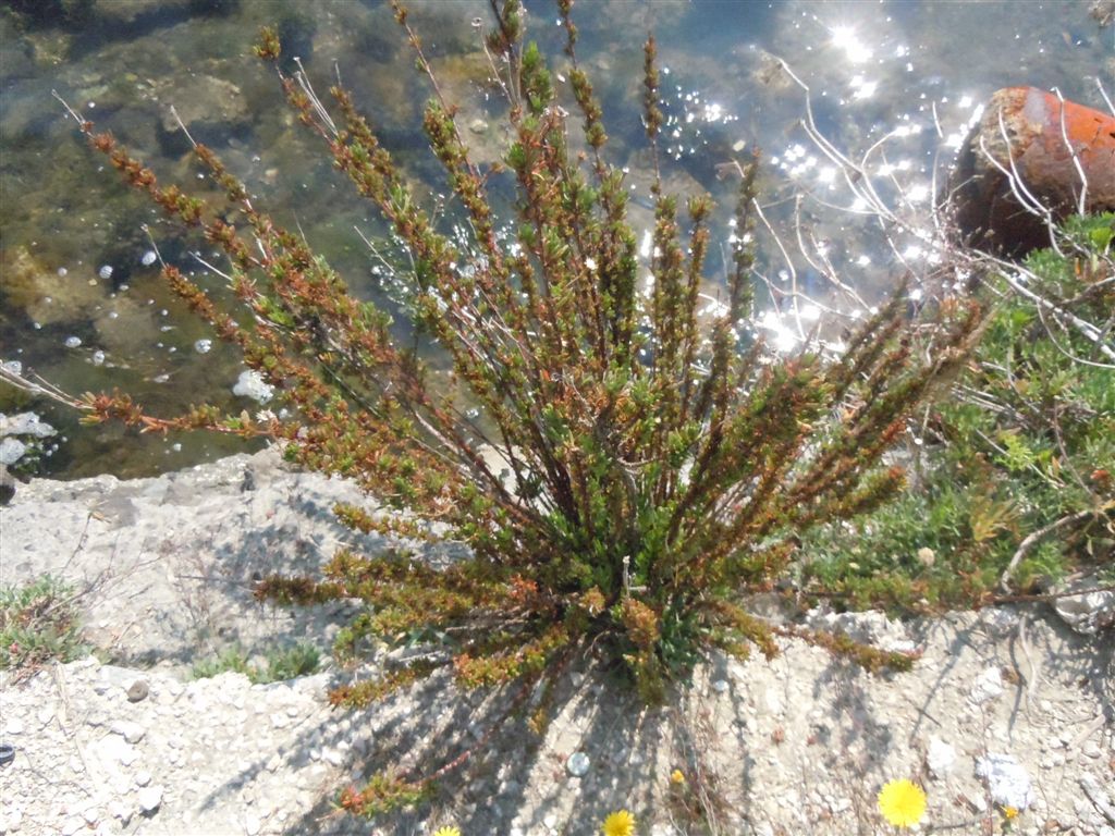 Limbarda crithmoides / Enula bacicci